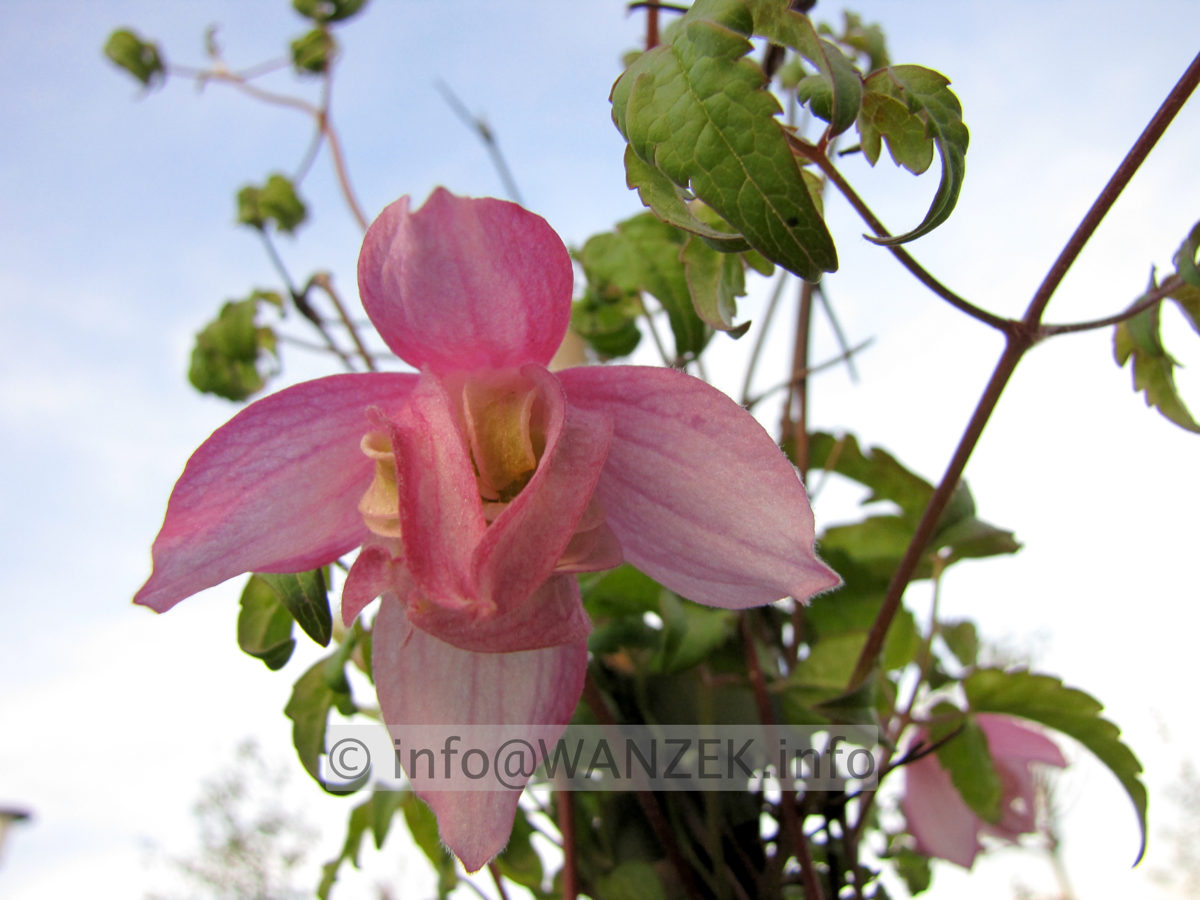 Clematis alpina Purpurea - Macro .JPG